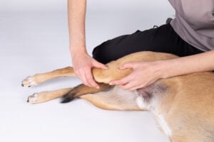 From ACL to CCL: How Human Rehab Skills Translate to Animal Physical Therapy